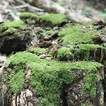 Schwarzwald Glueck Appartamento Bühl