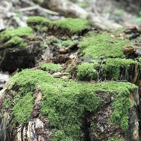 Schwarzwald Glueck Daire Bühl