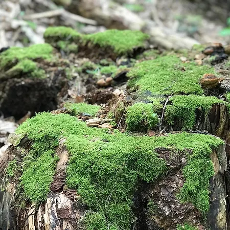 Schwarzwald Glueck شقة