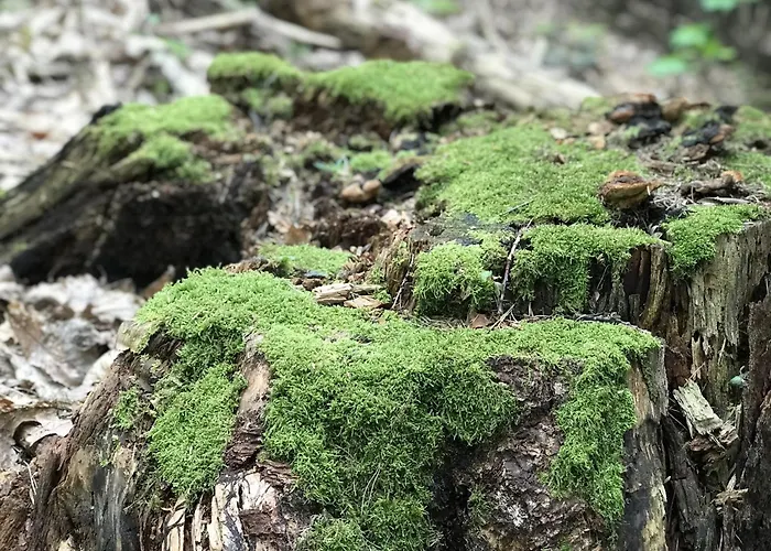 Schwarzwald Glueck 아파트 불